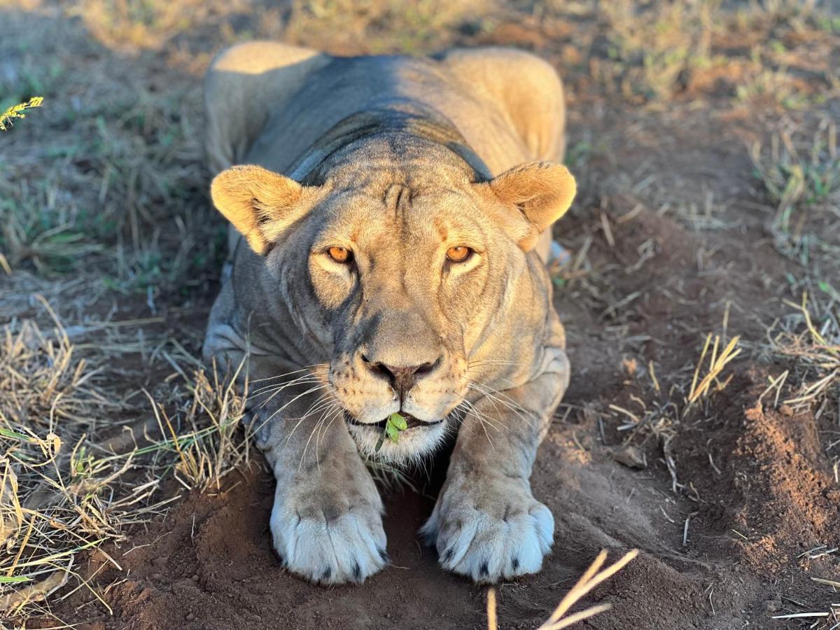 Lephalale Simba Safaris African Pride Exotic Lodge מראה חיצוני תמונה