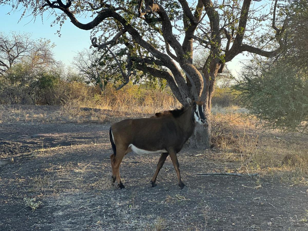 Lephalale Simba Safaris African Pride Exotic Lodge מראה חיצוני תמונה