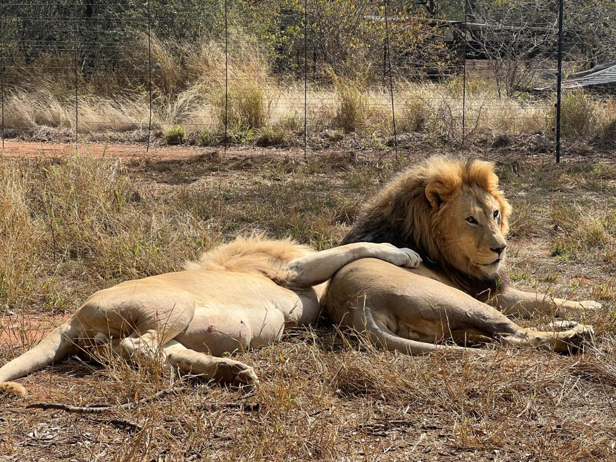 Lephalale Simba Safaris African Pride Exotic Lodge מראה חיצוני תמונה