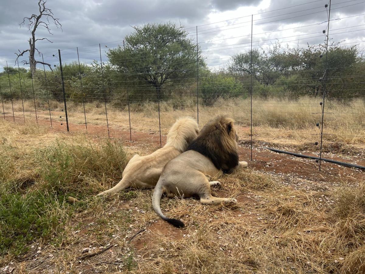 Lephalale Simba Safaris African Pride Exotic Lodge מראה חיצוני תמונה