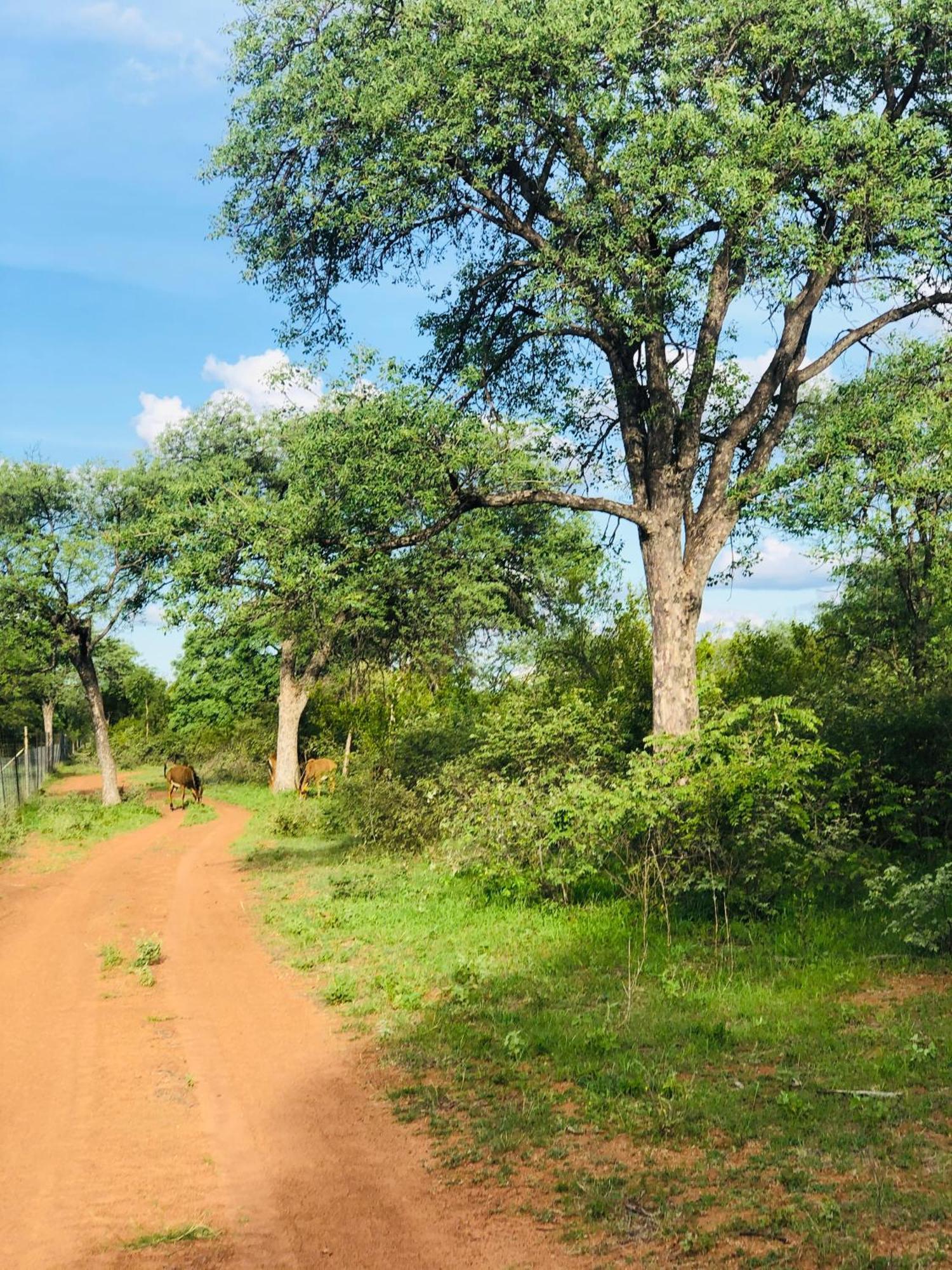 Lephalale Simba Safaris African Pride Exotic Lodge מראה חיצוני תמונה
