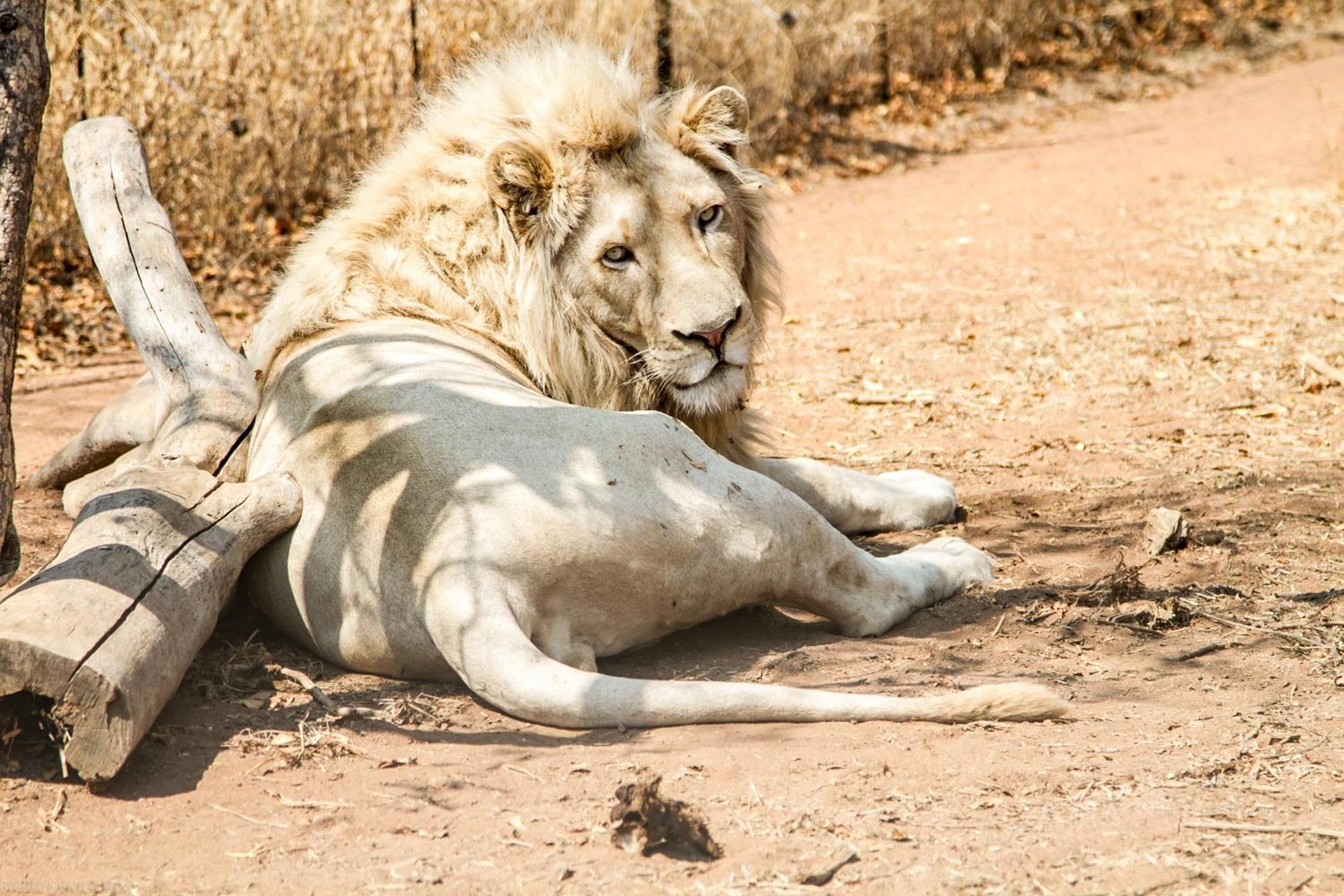 Lephalale Simba Safaris African Pride Exotic Lodge מראה חיצוני תמונה