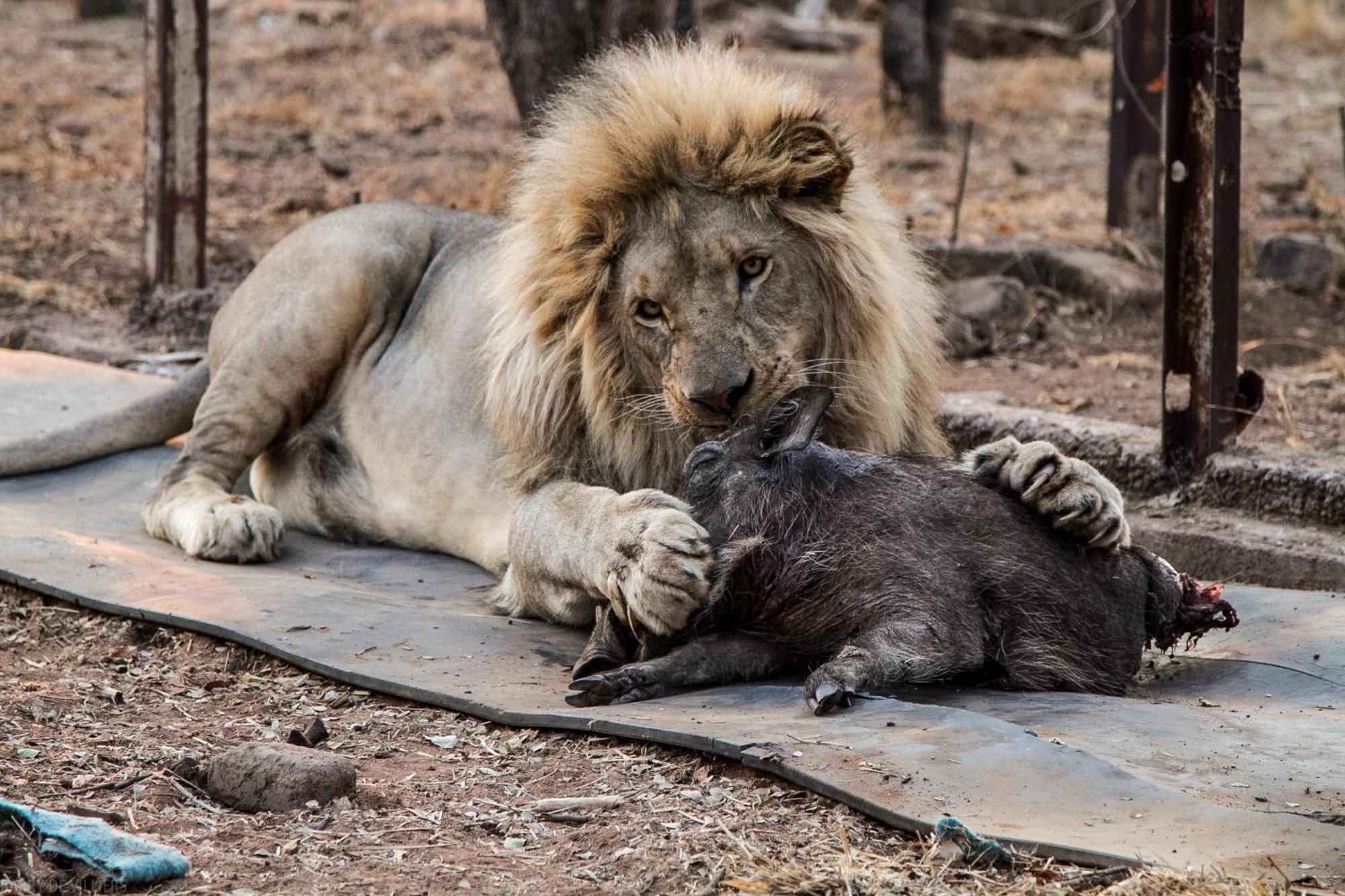 Lephalale Simba Safaris African Pride Exotic Lodge מראה חיצוני תמונה