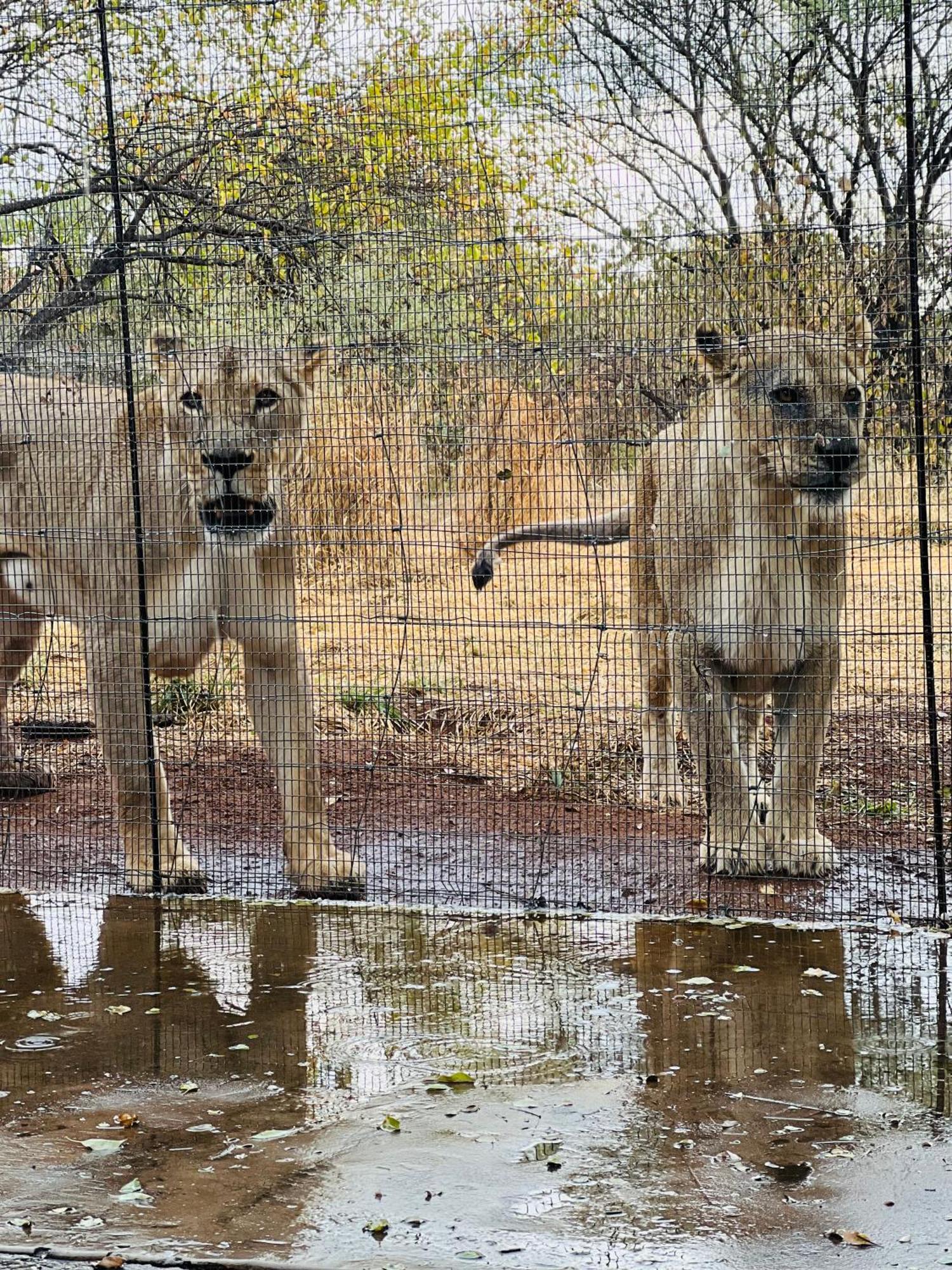 Lephalale Simba Safaris African Pride Exotic Lodge מראה חיצוני תמונה