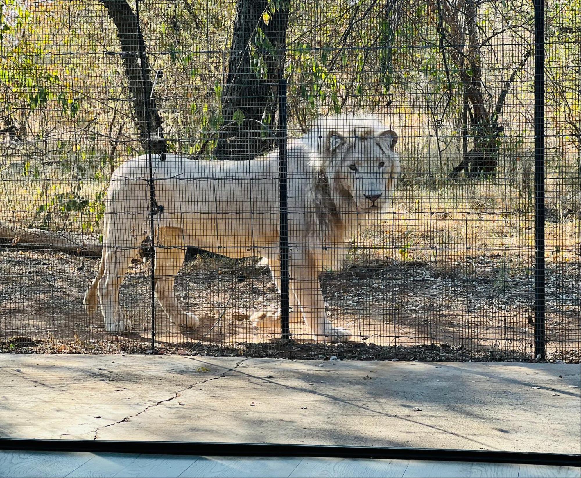 Lephalale Simba Safaris African Pride Exotic Lodge מראה חיצוני תמונה