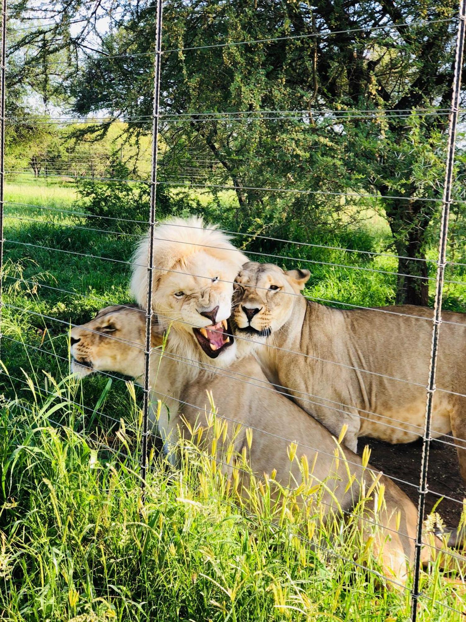Lephalale Simba Safaris African Pride Exotic Lodge מראה חיצוני תמונה
