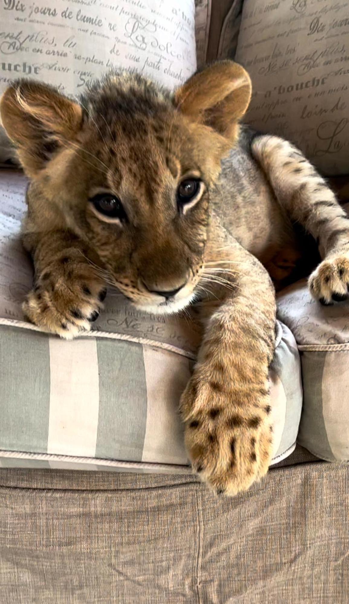 Lephalale Simba Safaris African Pride Exotic Lodge מראה חיצוני תמונה