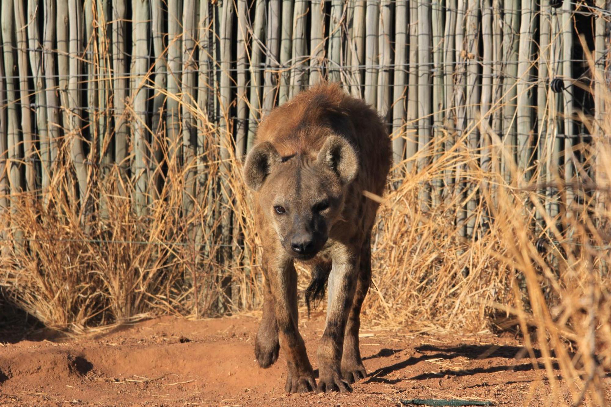 Lephalale Simba Safaris African Pride Exotic Lodge מראה חיצוני תמונה