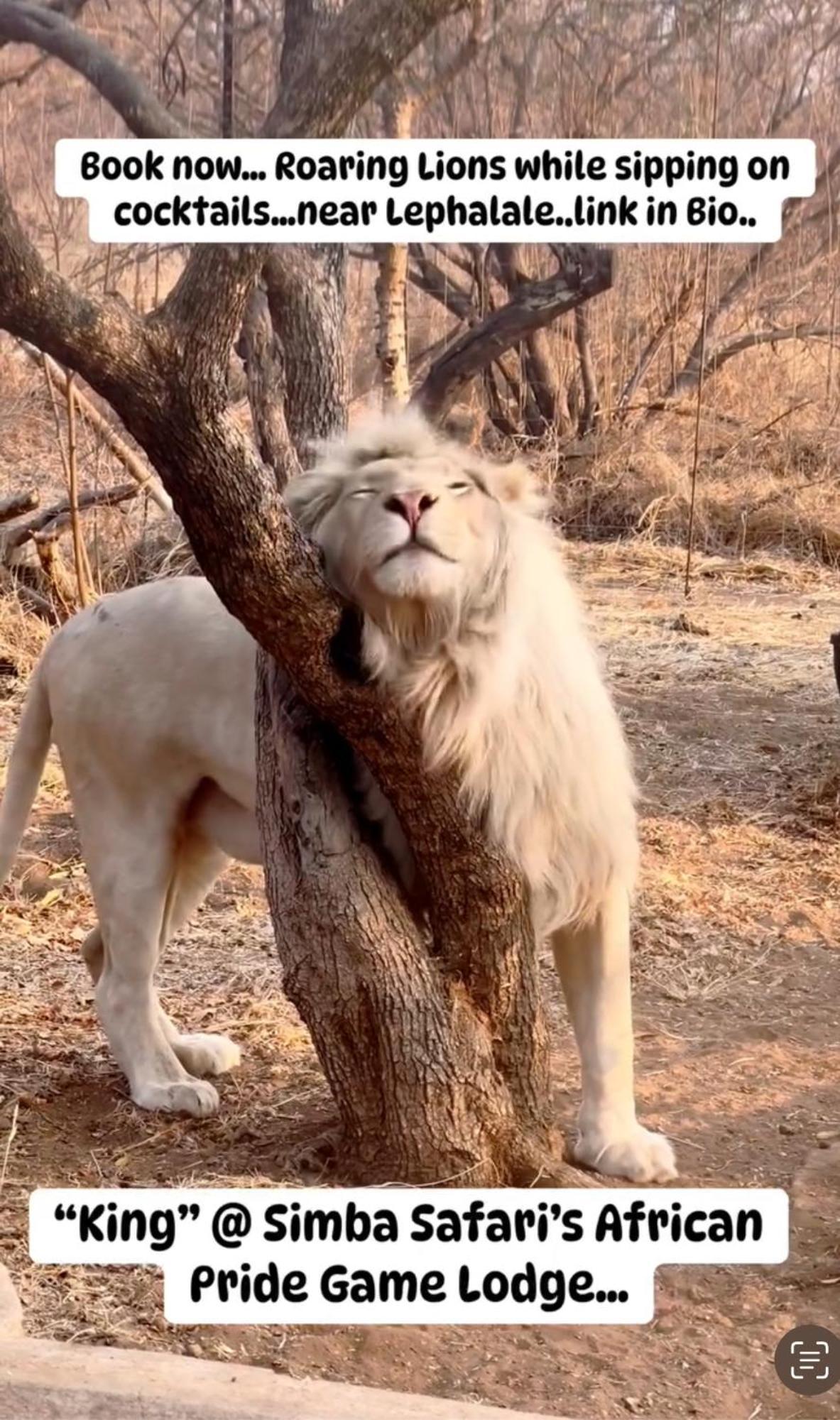 Lephalale Simba Safaris African Pride Exotic Lodge מראה חיצוני תמונה