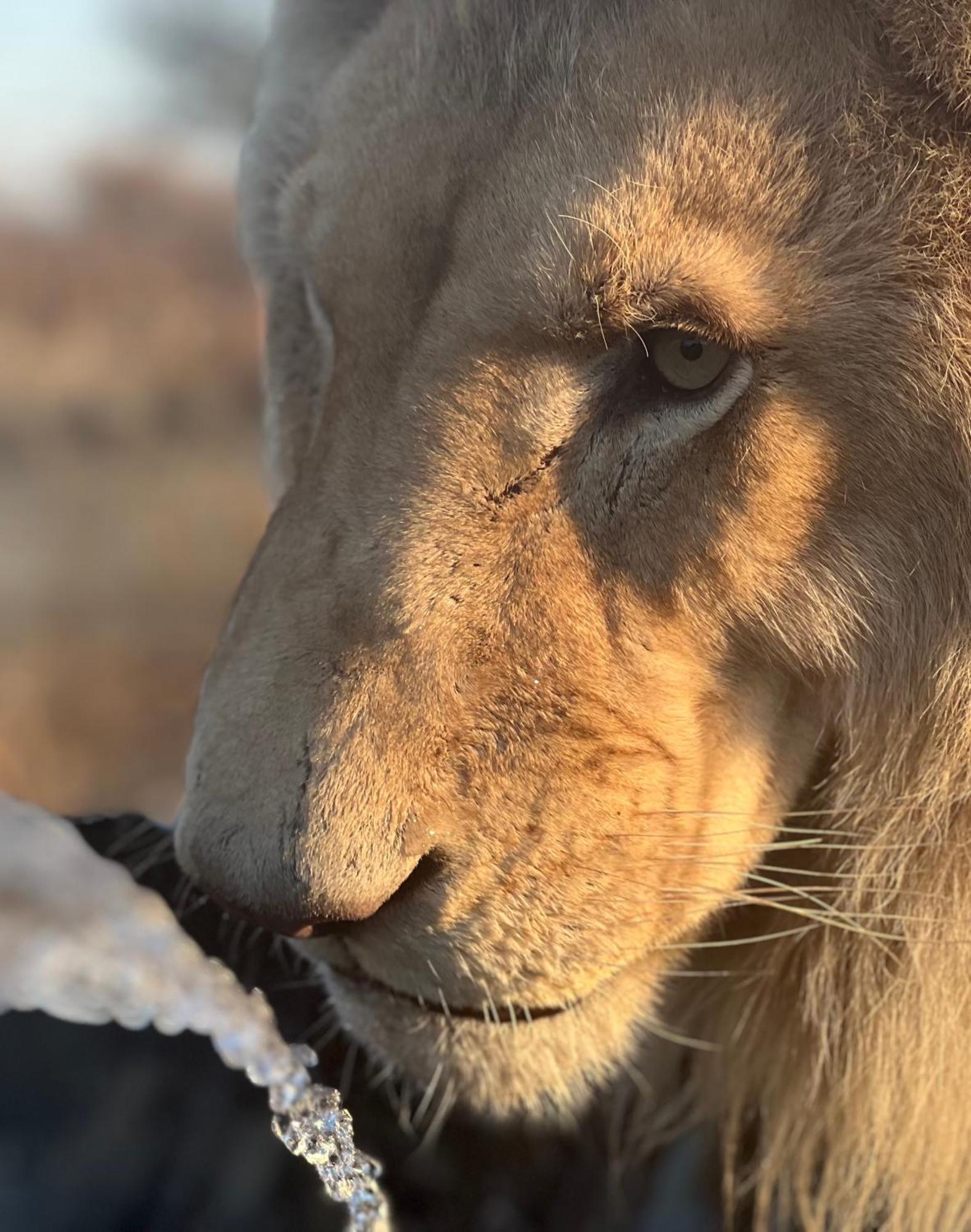 Lephalale Simba Safaris African Pride Exotic Lodge מראה חיצוני תמונה