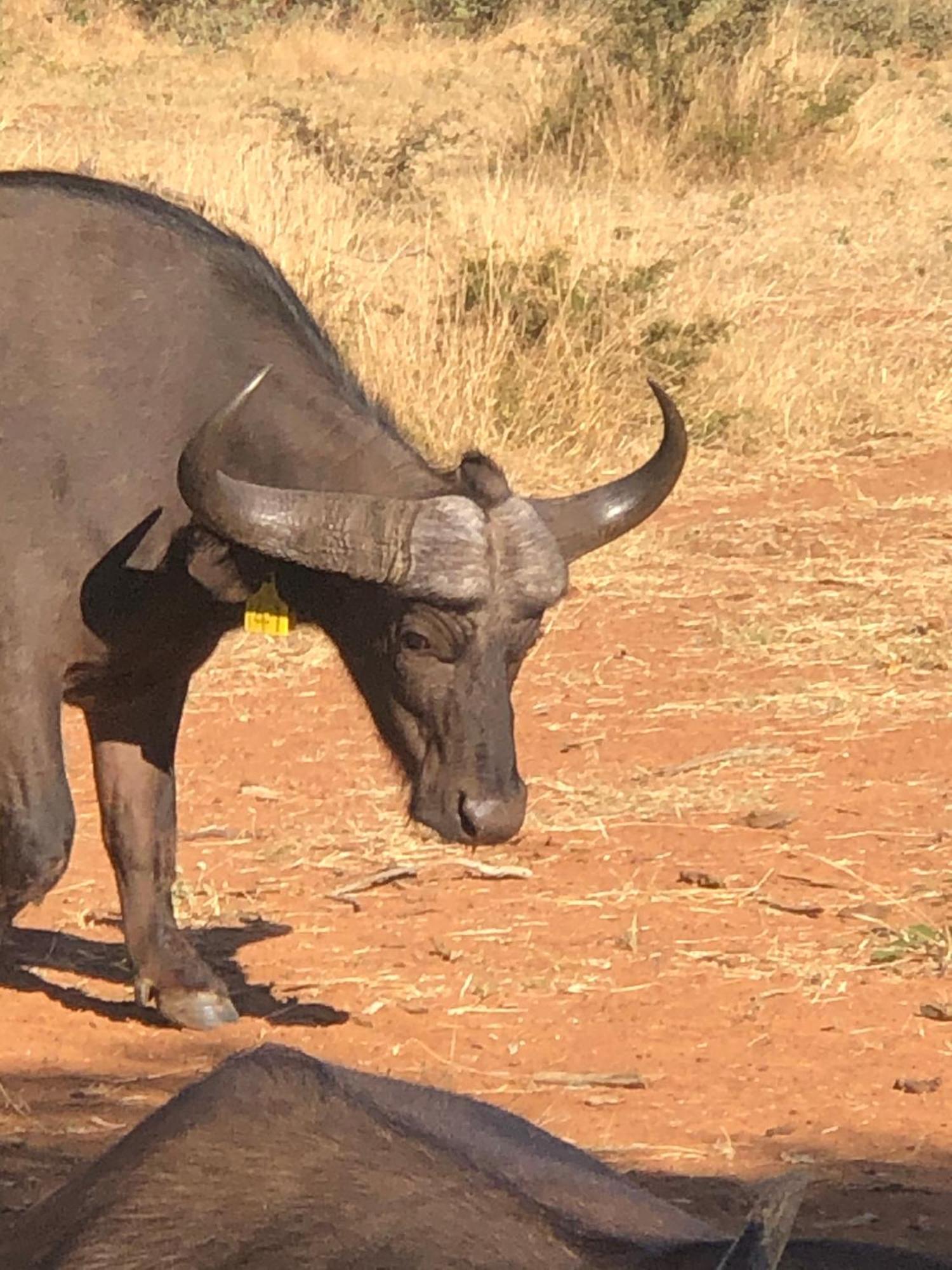 Lephalale Simba Safaris African Pride Exotic Lodge מראה חיצוני תמונה