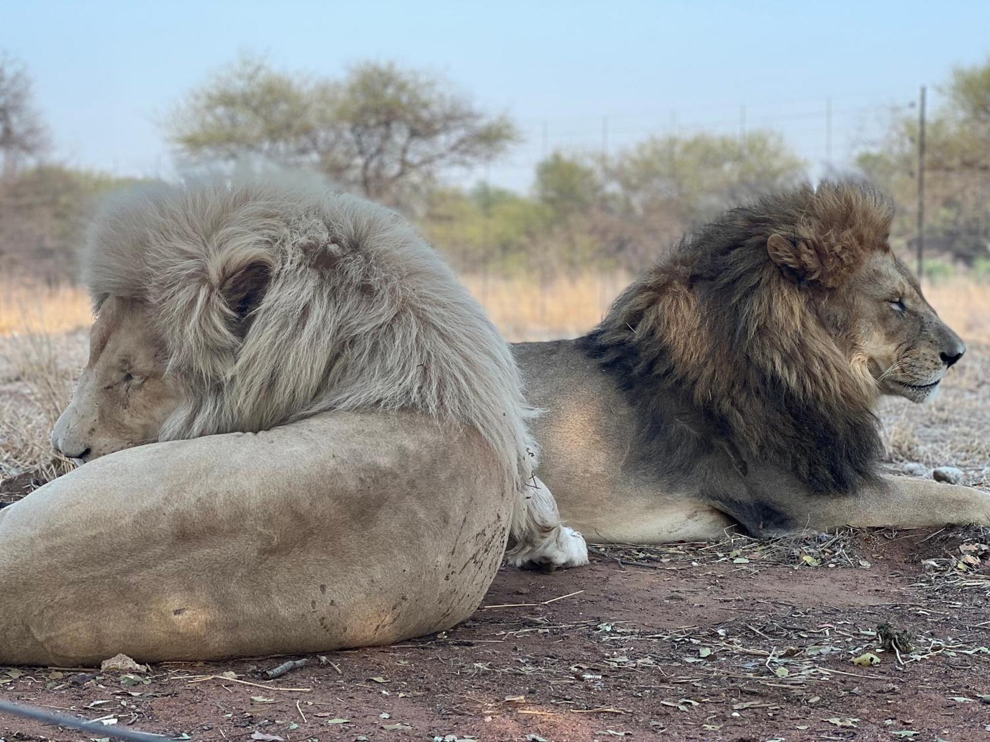 Lephalale Simba Safaris African Pride Exotic Lodge מראה חיצוני תמונה