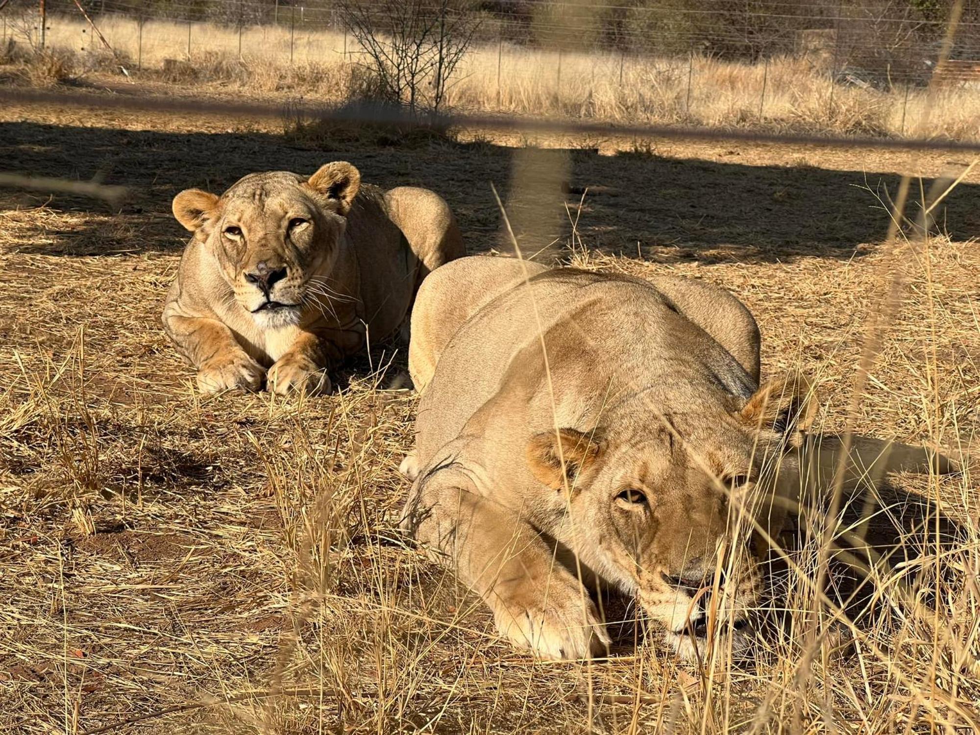 Lephalale Simba Safaris African Pride Exotic Lodge מראה חיצוני תמונה